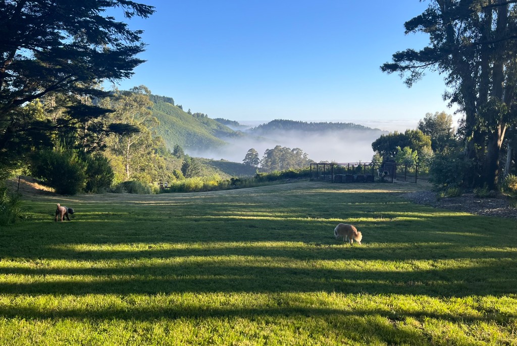 Open lawn and coastal fog framed by trees